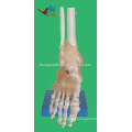 HR-113A Life-size Human Foot Model with Ligaments Model